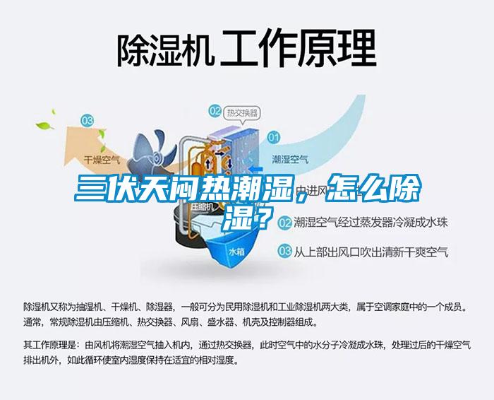 三伏天悶熱潮濕，怎么除濕？