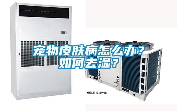 寵物皮膚病怎么辦？如何去濕？