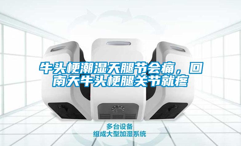 牛頭梗潮濕天腿節(jié)會痛，回南天牛頭梗腿關節(jié)就疼