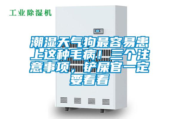 潮濕天氣狗最容易患上這種毛??！三個注意事項，鏟屎官一定要看看