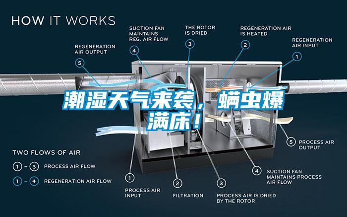 潮濕天氣來(lái)襲，螨蟲爆滿床！