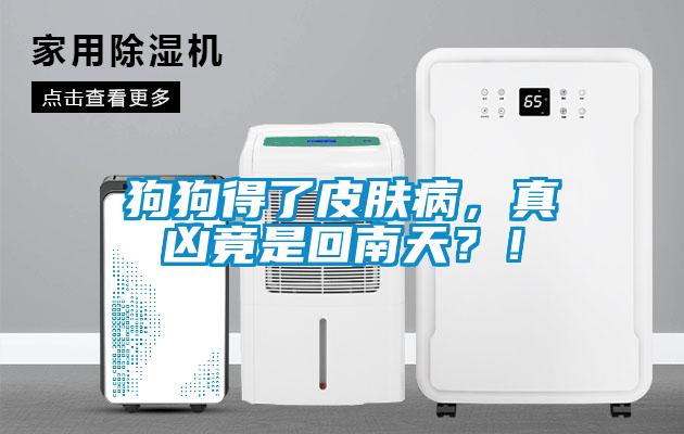 狗狗得了皮膚病，真兇竟是回南天？！