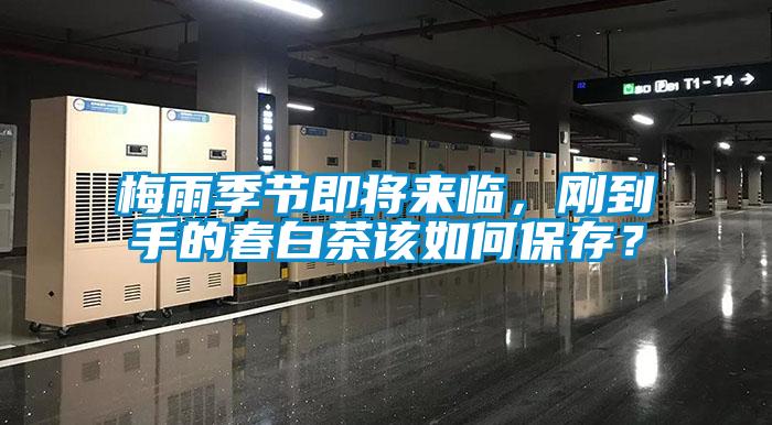 梅雨季節(jié)即將來臨，剛到手的春白茶該如何保存？