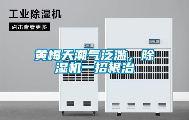 黃梅天潮氣泛濫，除濕機(jī)一招根治