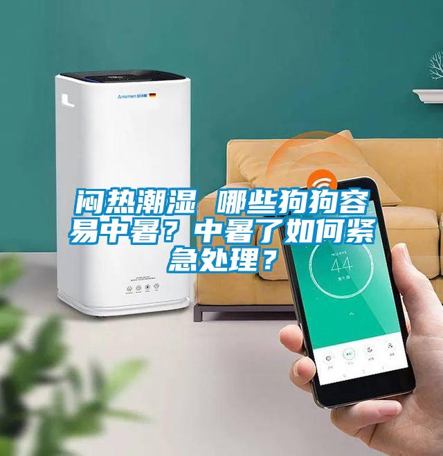 悶熱潮濕 哪些狗狗容易中暑？中暑了如何緊急處理？