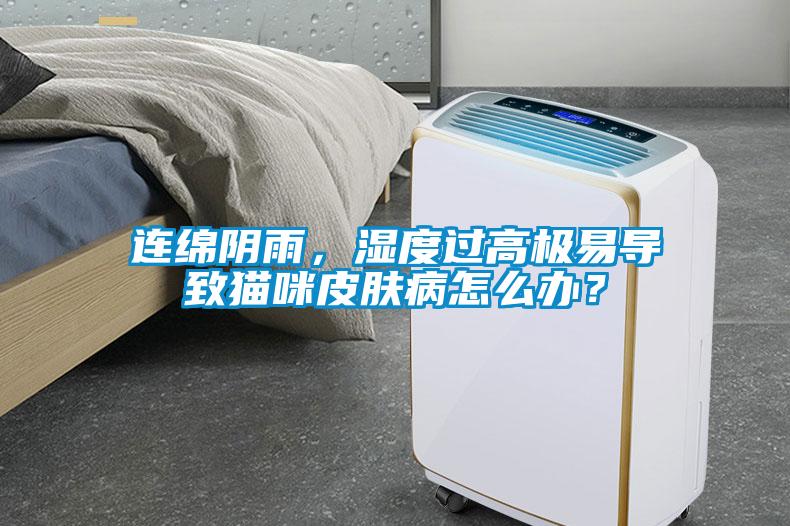 連綿陰雨，濕度過高極易導致貓咪皮膚病怎么辦？