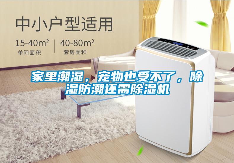家里潮濕，寵物也受不了，除濕防潮還需除濕機