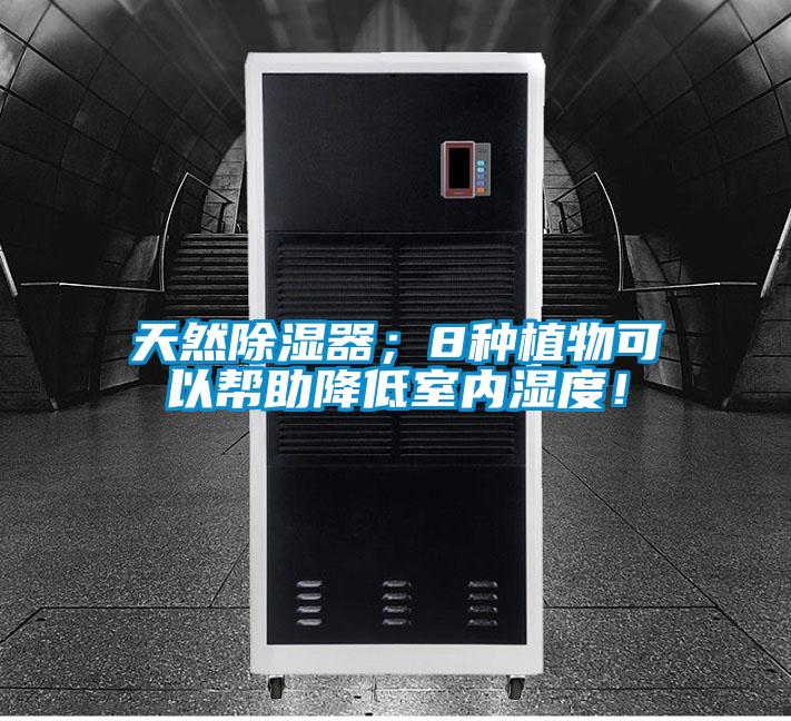天然除濕器；8種植物可以幫助降低室內(nèi)濕度！