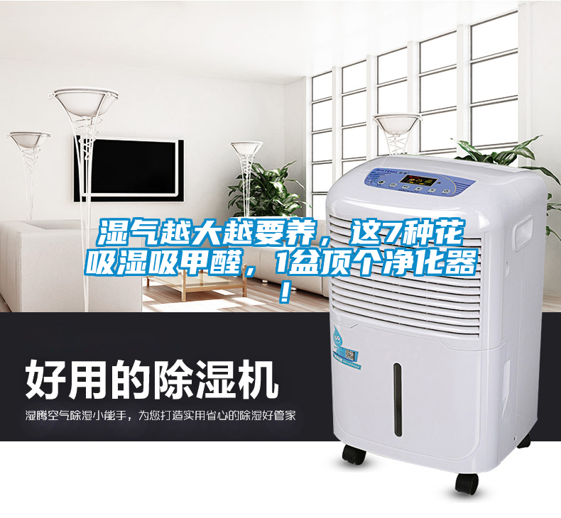 濕氣越大越要養(yǎng)，這7種花吸濕吸甲醛，1盆頂個(gè)凈化器！