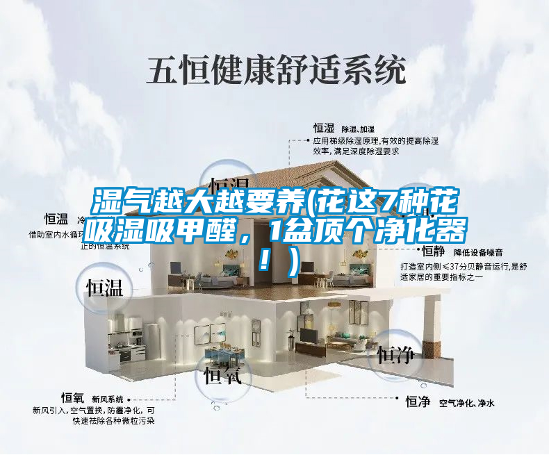 濕氣越大越要養(yǎng)(花這7種花吸濕吸甲醛，1盆頂個凈化器！)