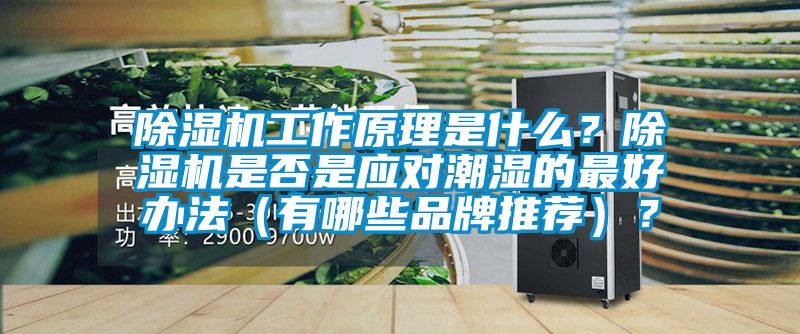 除濕機(jī)工作原理是什么？除濕機(jī)是否是應(yīng)對(duì)潮濕的最好辦法（有哪些品牌推薦）？